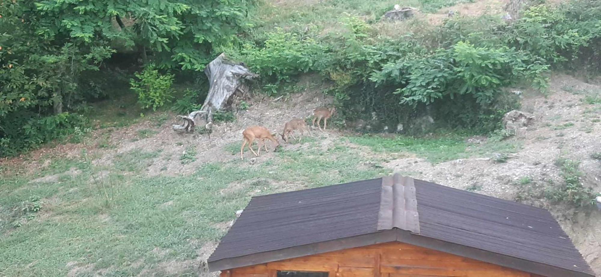 Saint-Pierre-de-Rivière Les Cimes Bed & Breakfast エクステリア 写真
